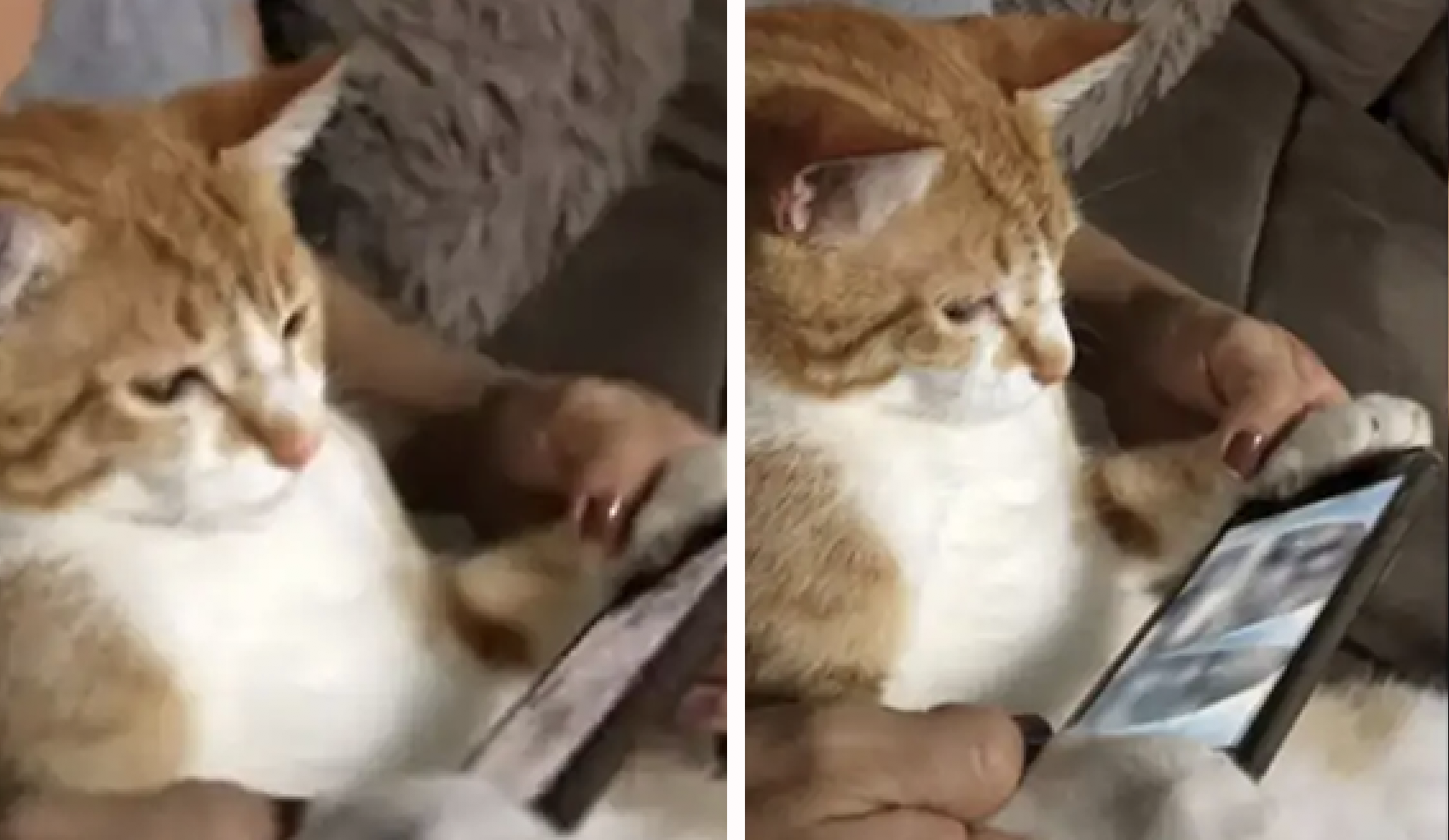 Youtube Viral Gato Es Descubierto Por Su Due O Viendo Atentamente Su