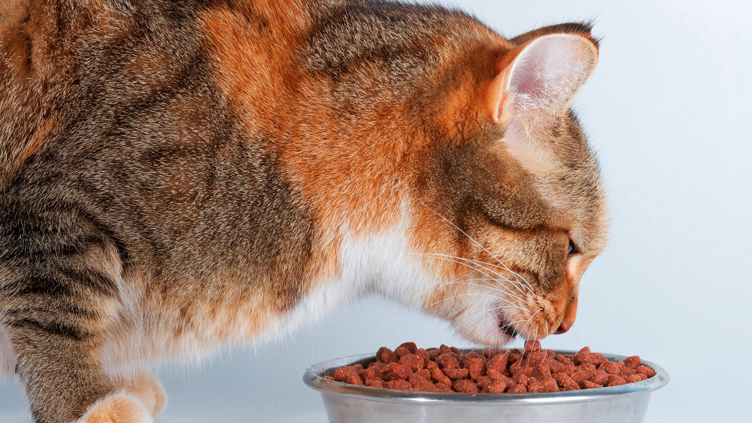 Cómo debo alimentar a mi gato alimentación en gatos El Popular