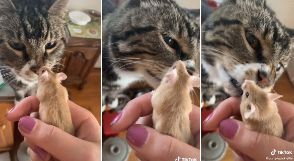 TikTok Viral Gato conoce al nuevo hámster de la familia e intenta