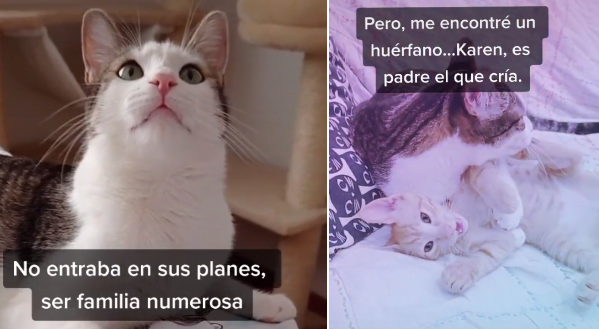 TikTok Viral Gato castrado adopta un gatito de la calle y lo cría como