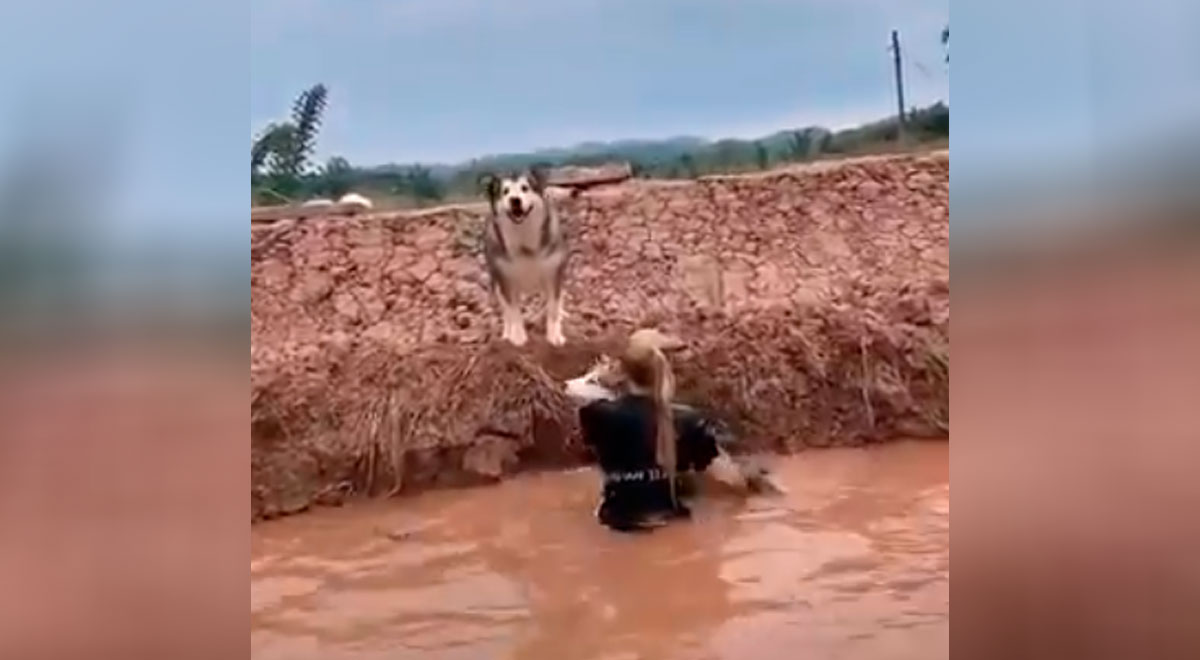 Tiktok Viral Perrito Lanza A Su Due A A Un Charco De Lodo Y Su Cara De