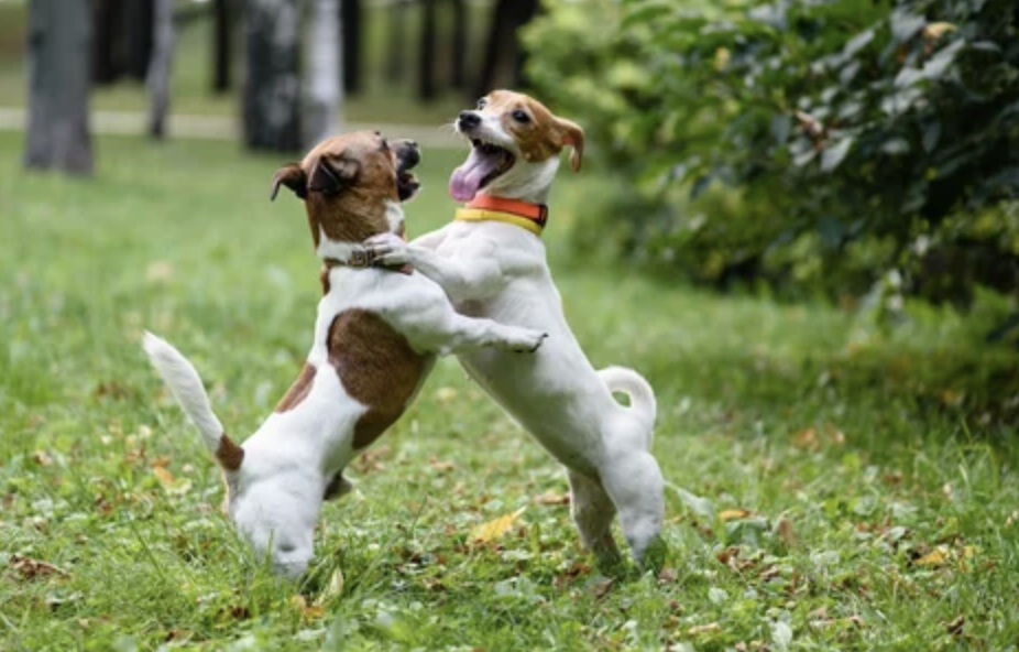 Tiktok Viral Perritos Bailan Al Ritmo De La Cumbia Y Sus Curiosos