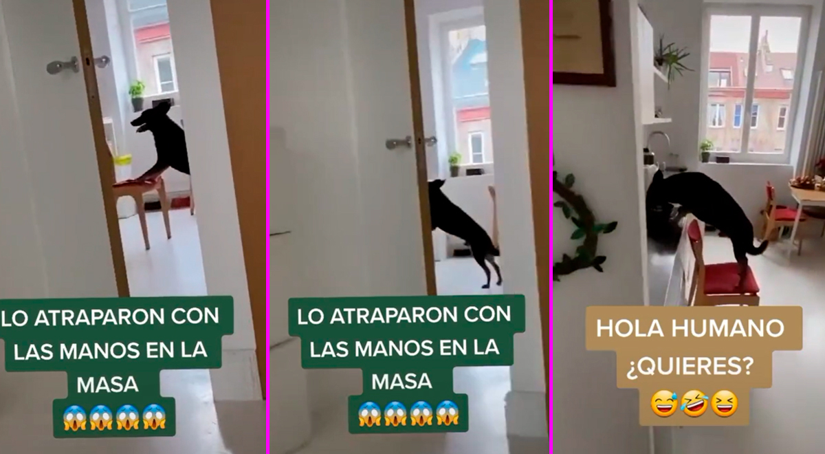 Tiktok Viral Perrito Aprovecha La Ausencia De Su Due O Empuja Una