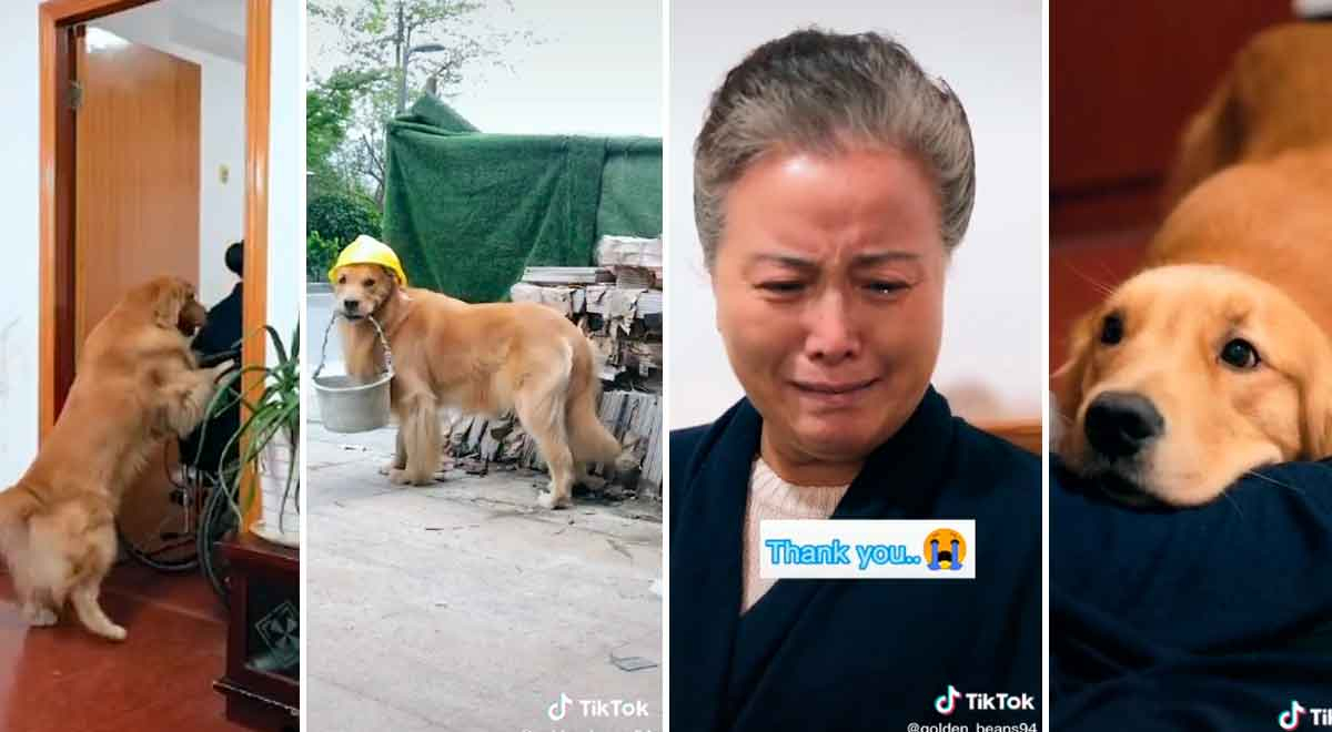 Tiktok Video Viral Perro Gu A Ayuda A Su Due A Incapacitada En Silla De