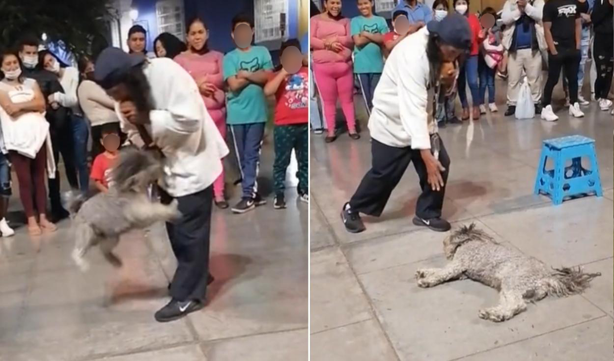 TikTok video viral Perú perro se hace el muerto en pleno show