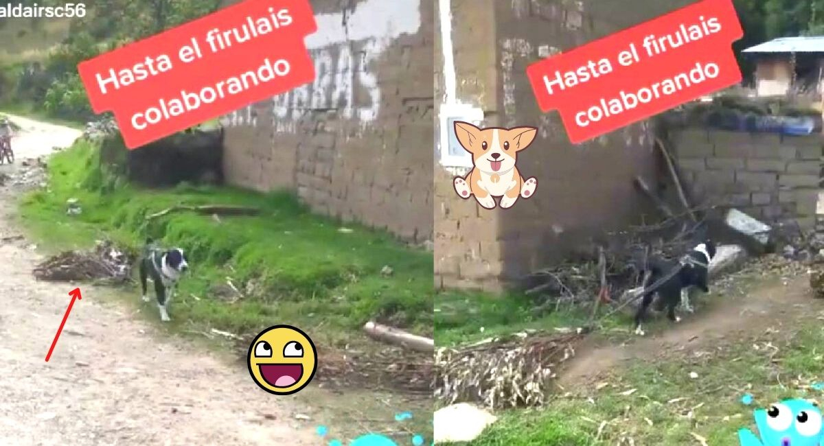 Tiktok Video Viral Per Perro Jala Ramas De Eucalipto Para Ayudar A Su