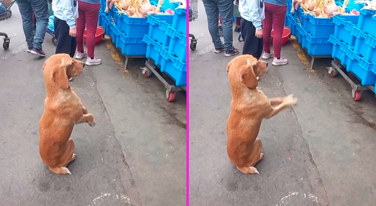 Tiktok Viral Perrito Es Captado Pidi Ndole Comida A Vendedora De