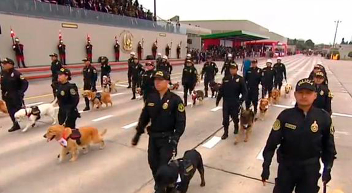 Desfile Militar Unidad Canina de la Policía Nacional del Perú se hace