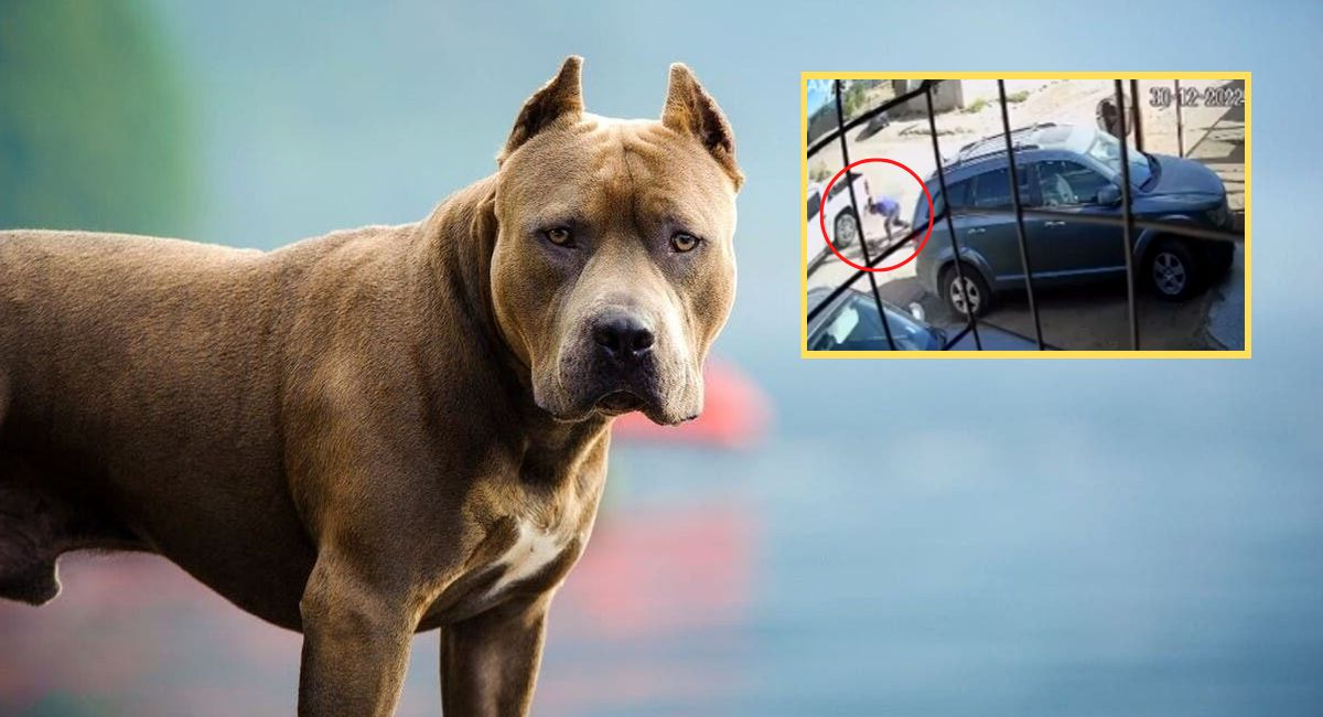 Argentina pitbull señor apuñaló y mató al perro que mordió a su hijo