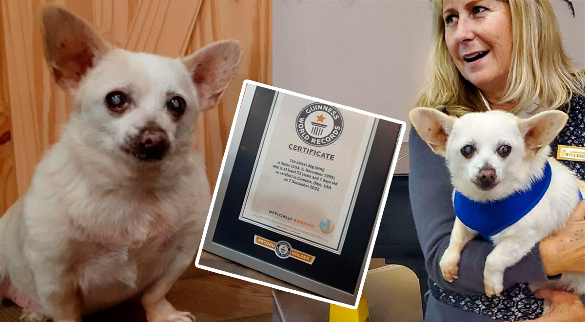 Spike El Perrito M S Viejo Del Mundo Reconocido Por R Cord Guinness