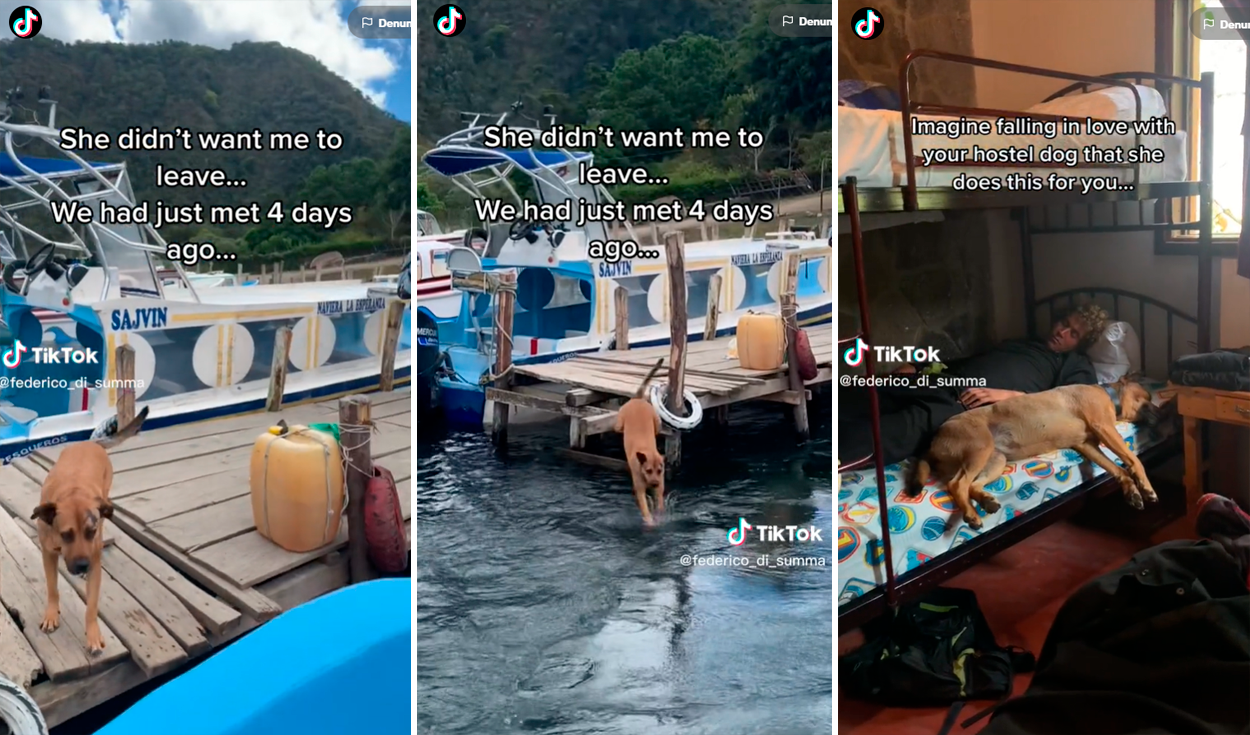 TikTok viral perrita se encariña con turista que conoció se tira al