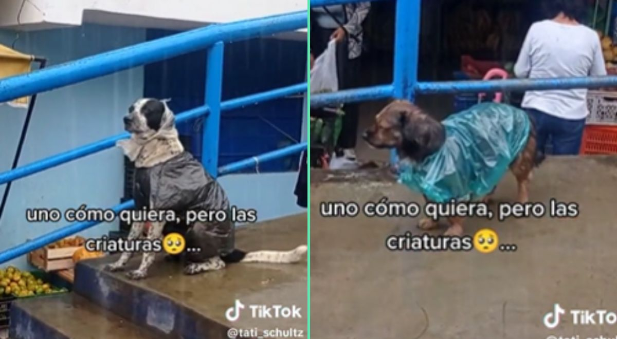 TikTok viral Perritos causan sensación en las redes sociales por