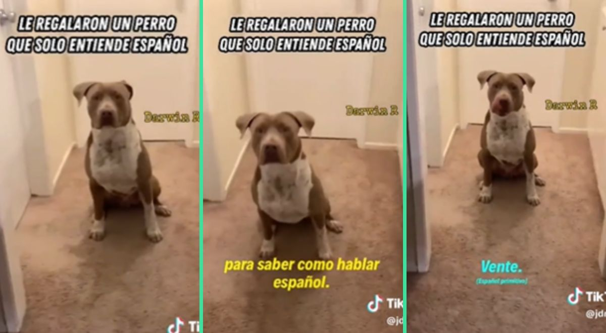 Tiktok Viral Perrito Se Vuelve Viral Al No Entender Ingl S Ning N