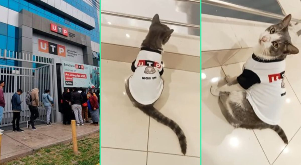 TikTok Viral Estudiantes De La UTP Captan A Tierno Gatito Paseando