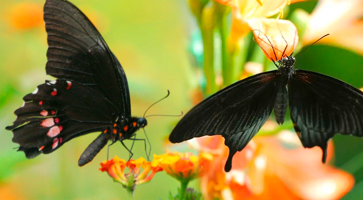 Has Visto Una Mariposa Negra En Tu Casa Cu L Es Su Significado