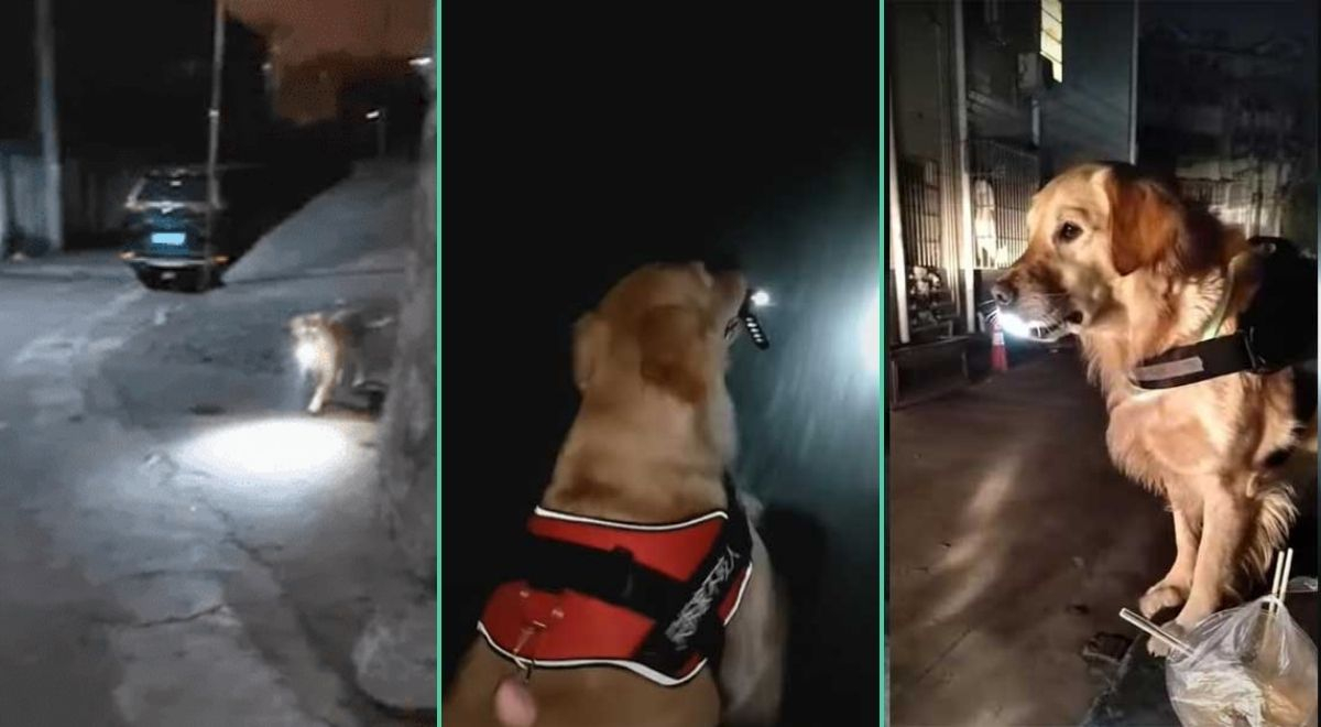 TikTok viral Perrito espera con linterna a su dueña para guiarlas a