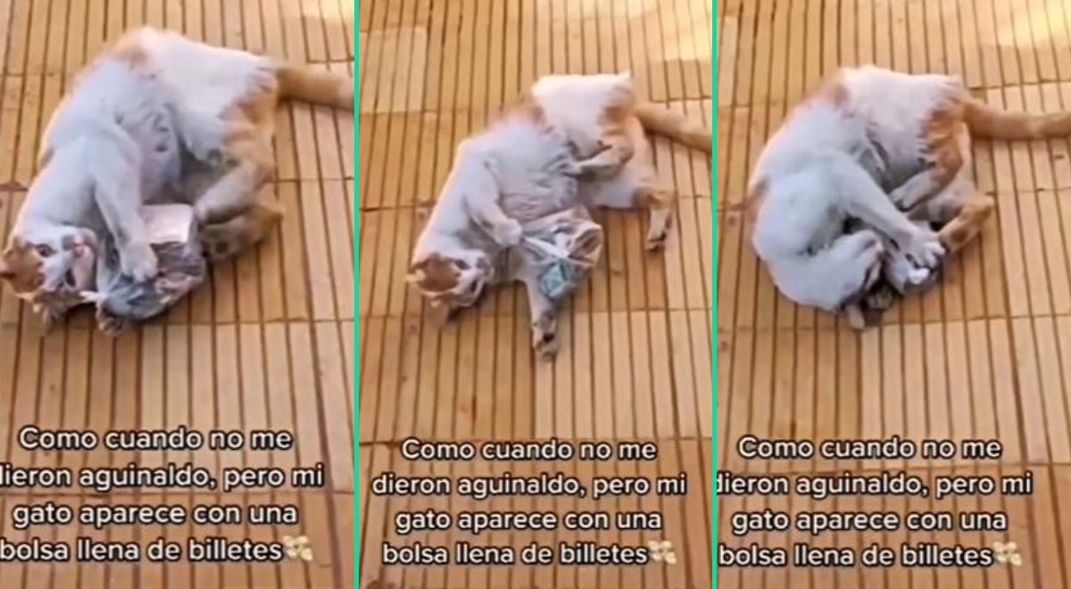 Tiktok Viral Gatito Llega A Casa Y Aparece Con Una Bolsa Llena De