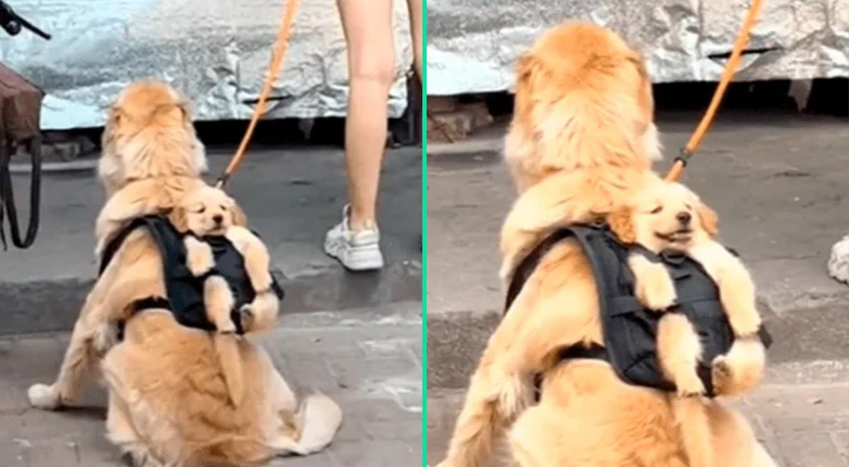 TikTok viral Perrito causa sensación en las redes sociales al cargar