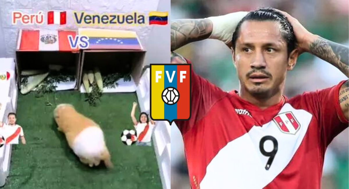 TikTok Perú vs Venezuela Cuy sorprende a hinchas con su pronóstico