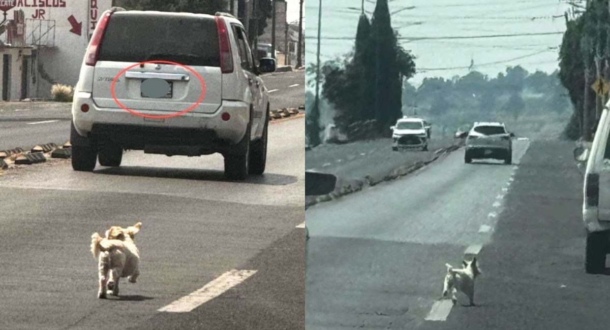 X viral Perrito persigue desesperado a sus dueños que lo abandonaron