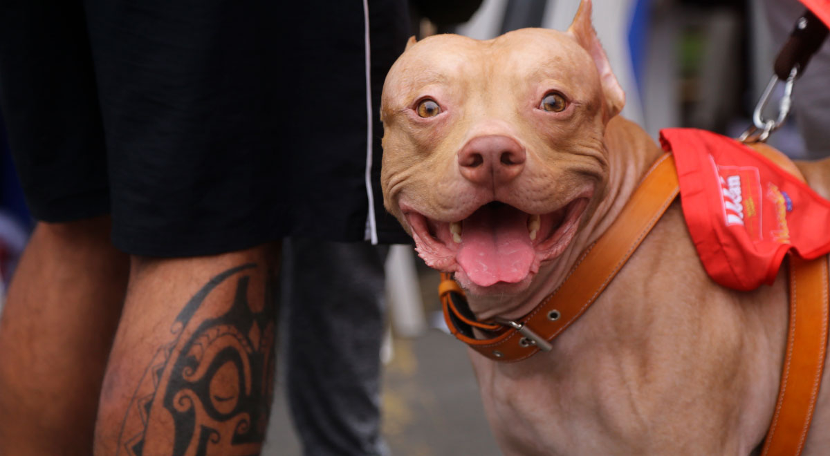 27 de octubre día de muertos mascotas México a que hora llegan los