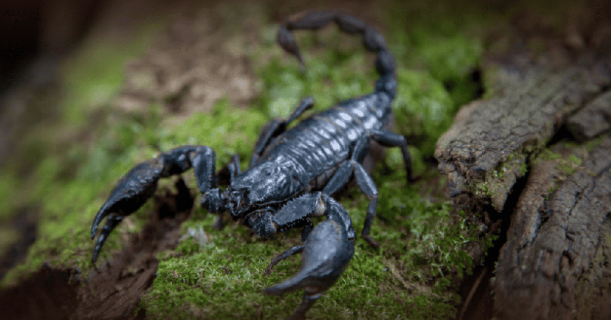 Científicos descubren que el veneno de escorpión ataca directamente a