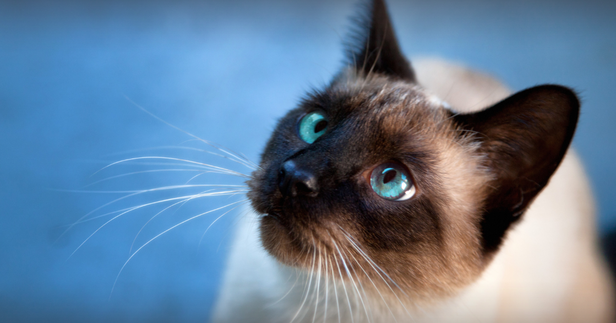 Científicos estudian gatos para nuevas terapias contra el Alzheimer: ¿felinos serían la clave para vencer la enfermedad?