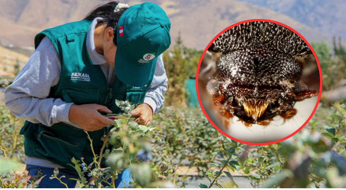 Roron Insecto SENASA confirma emergencia fitosanitaria: peligroso insecto llegó desde ...