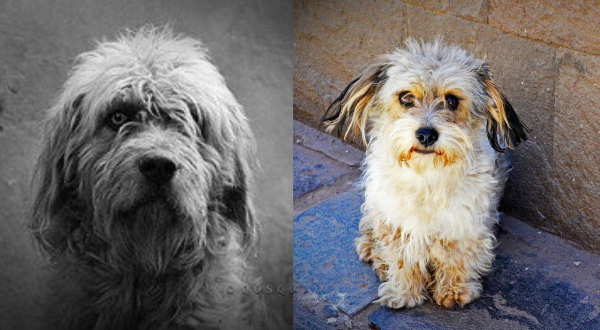 Cuzco Chacu: Conheça o “Guardião dos Andes” em busca de reconhecimento como Patrimônio Cultural da Nação