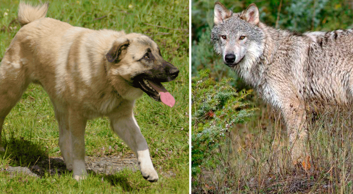 Facebook viral: Perro guardián de raza kangal turco encara a lobo que  amenaza rebaño de ovejas | video | El Popular