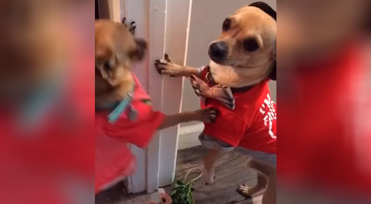 Tiktok Viral Chihuahuas Interpretando Canción De Pimpinela Tik Tok Mascotas Redes 