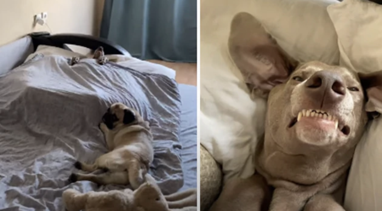 Porque Se Mea Mi Perro En Su Cama