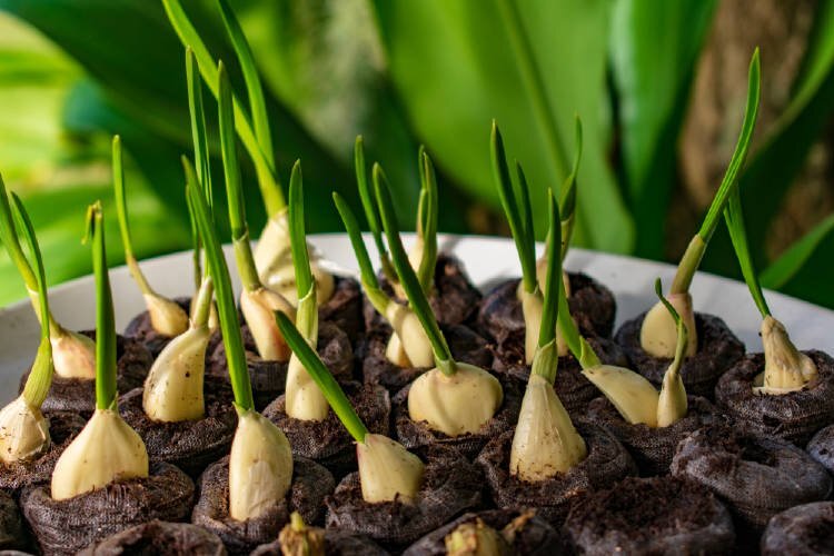 cómo cultiva ajo en casa de forma fácil y sin gastar cultivo