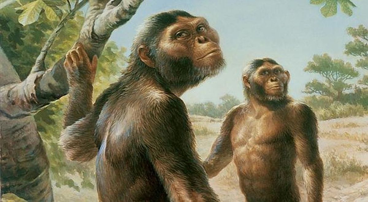 La Evoluci N Del Hombre Hom Nidos Australopithecus Historia