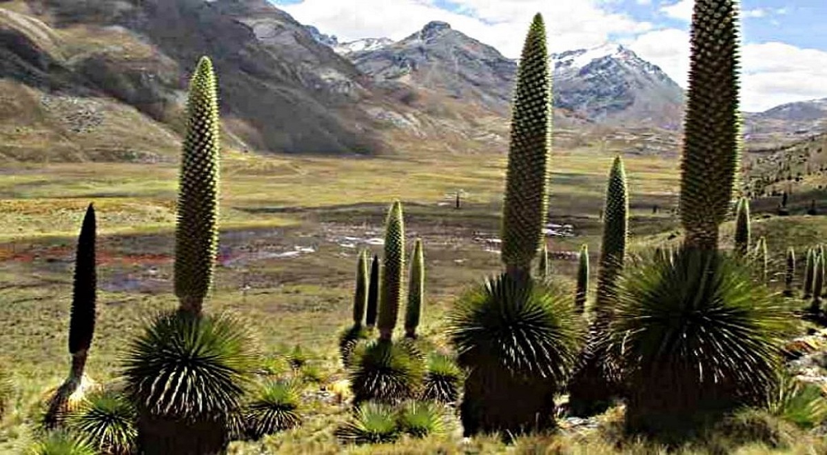 Conoce Las 8 Regiones Naturales Del Perú Región Puna Flora Y Fauna