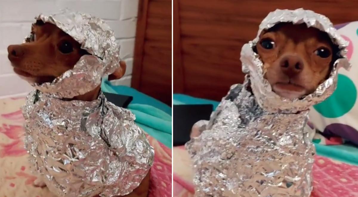 por qué los perros le temen al papel de aluminio