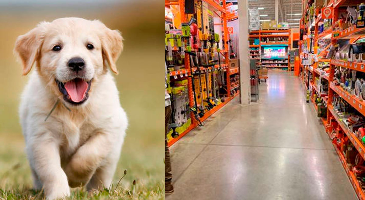 Facebook viral Logras ver al perro escondido entre los estantes, foto