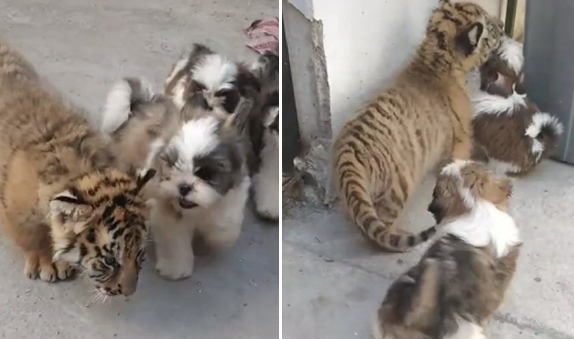 TikTok viral: Pequeño tigre conoce por primera vez a los perritos de su