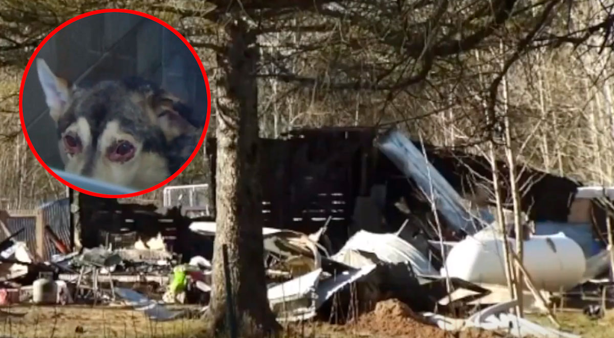 YouTube viral: Bombero salva la vida de 46 perros que iban a morir en ...