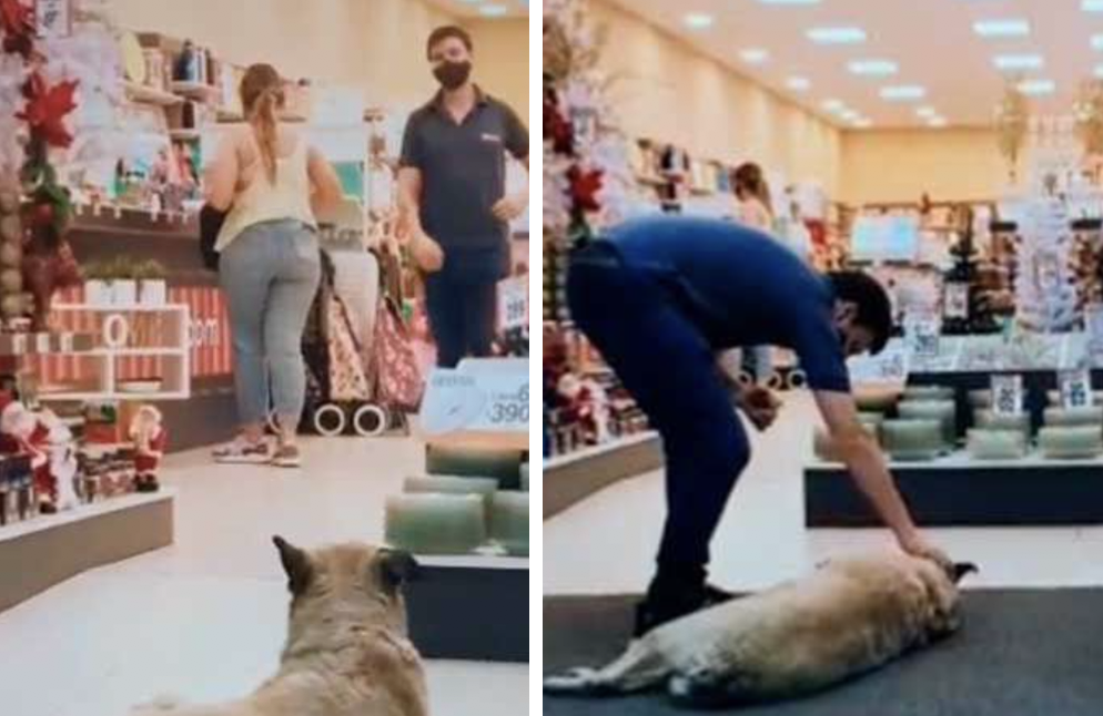 TikTok viral: creen que vendedor echará a un perro callejero de su ...