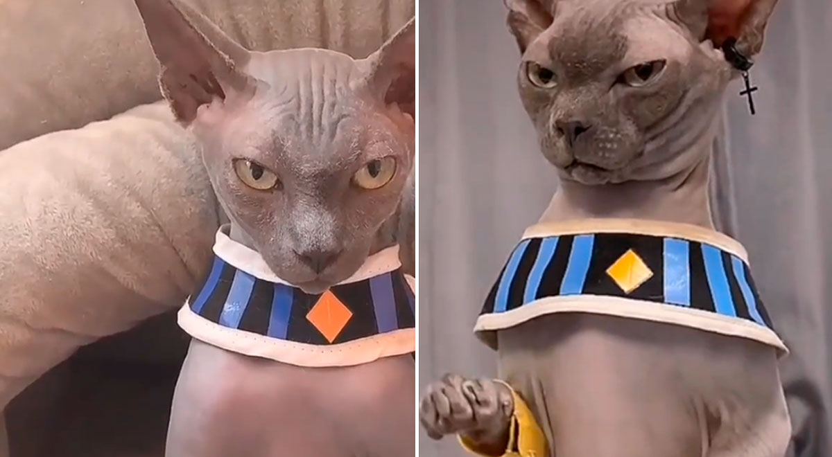 Ocurrencia Accidental motivo TikTok video viral: Disfraza a su gato de 'Bills', dios de la destrucción de  Dragon Ball y arrasa con redes sociales | El Popular