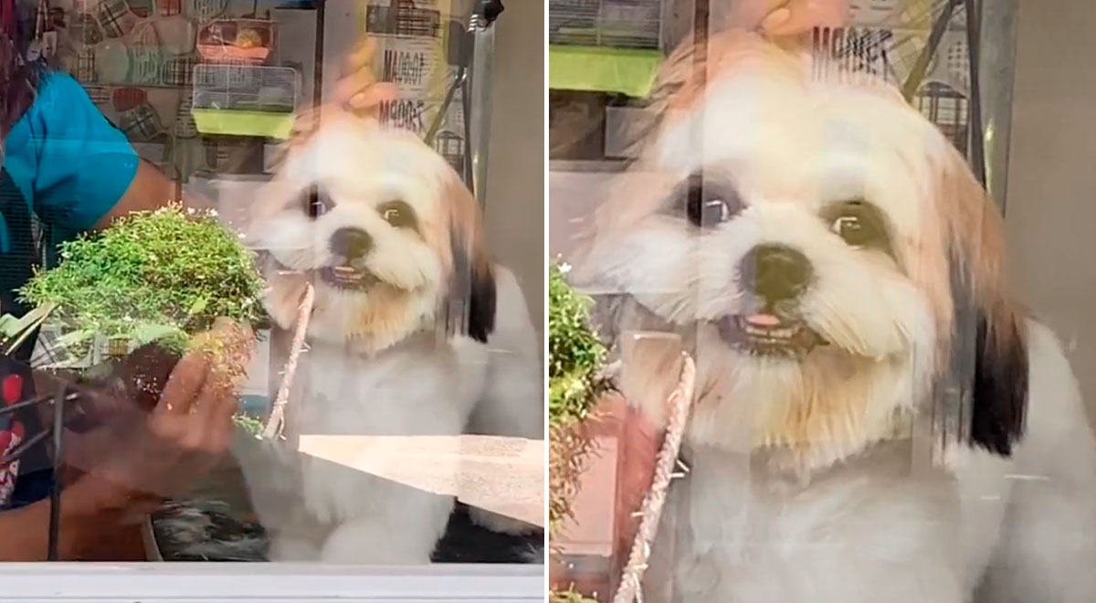 Tiktok Video Viral Perrito Sonríe Al Recibir Su Primer Corte De Pelo Y Escena Enternece A Miles