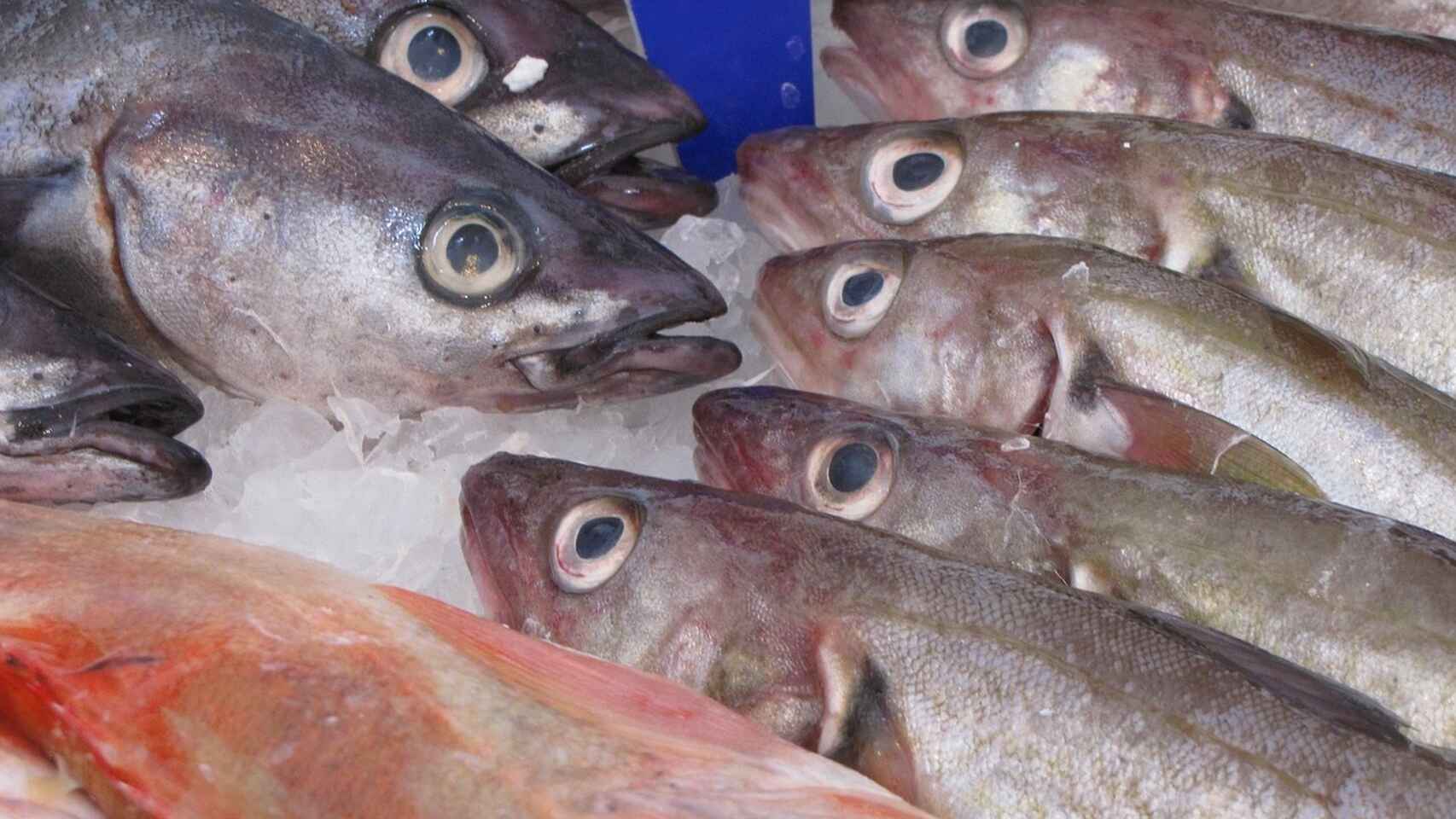 Cómo saber y reconocer el pescado fresco. Que no te engañen! - Blog