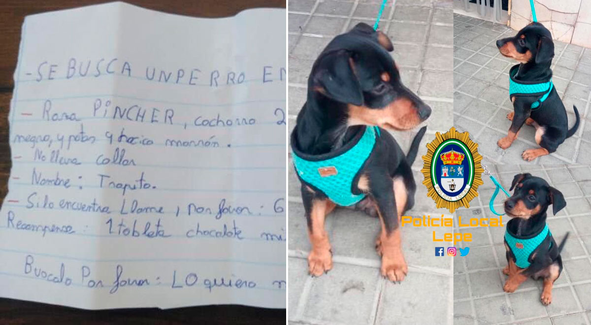 Facebook viral: Child offers a reward chocolate to whoever delivers his lost puppy, photos