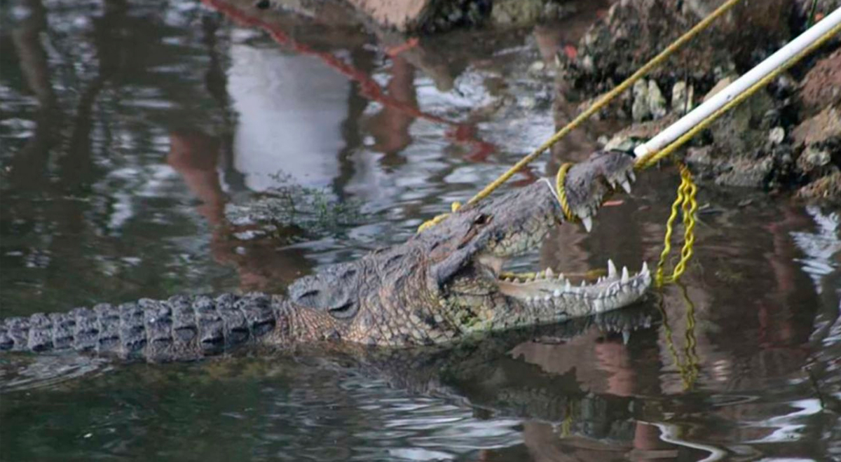 México: mujer fue devorada por un cocodrilo de más de tres metros de  longitud | El Popular