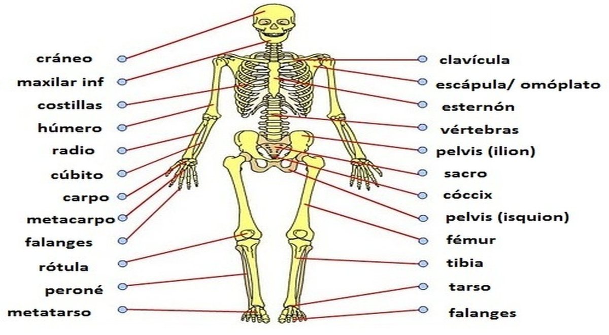 Cuantos Huesos Tiene El Esqueleto Humano De Un Niño
