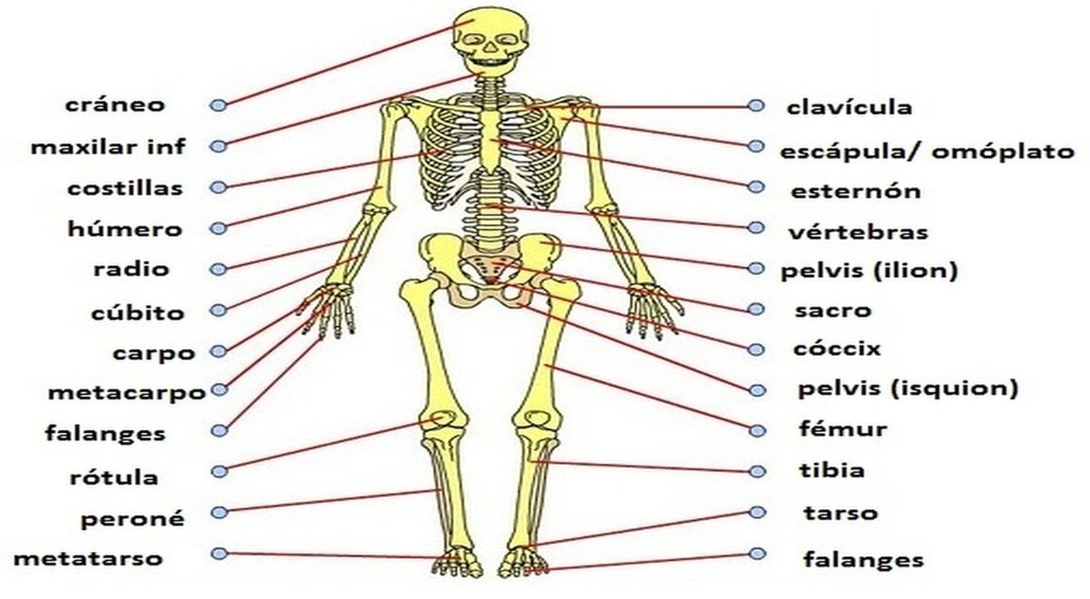 Sistema Esquel tico Descubre Su Funci n Vital Y La Estructura Del 