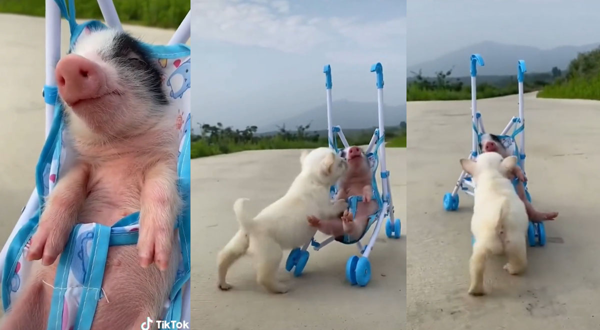 TikTok Viral: Perro pasea a cerdito en coche de muñeca y tierno video ...