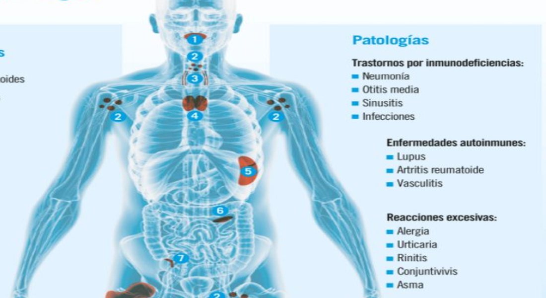 Sistema Inmunitario Humano