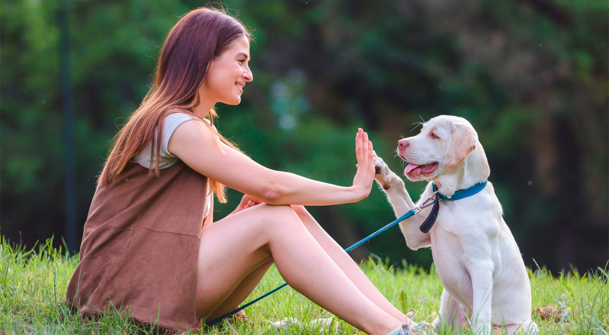 Los Perros Nacen Con Sensibilidad Genética Y Esto Les Permite Entender A Los Humanos Dice